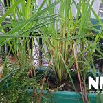 Cây sả trồng sân thượng
