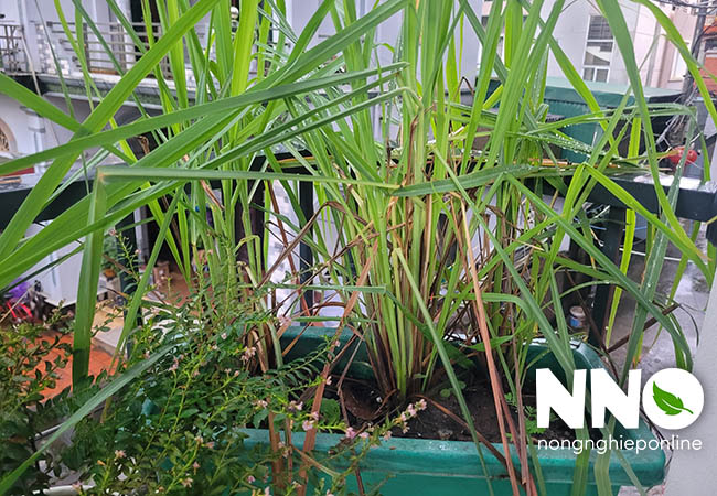 Cây sả trồng sân thượng