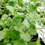 Tác hại khi ăn quá nhiều rau mù