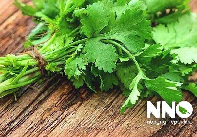 Tác hại khi ăn quá nhiều rau mùi