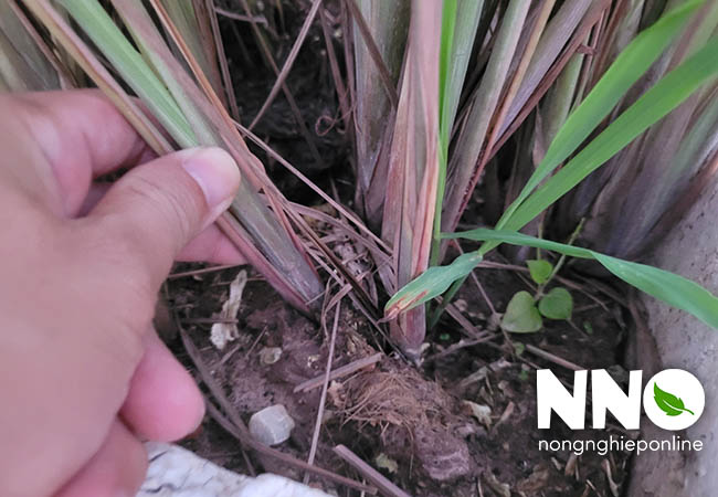 Cách bón phân cho cây sả trồng sân thượng
