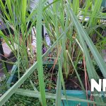 Cây sả