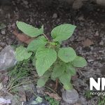 Cách thu hoạch rau dền trồng sân thượng