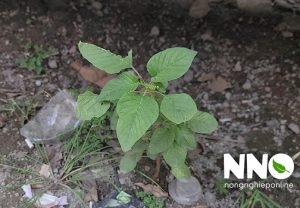 Cách thu hoạch rau dền trồng sân thượng