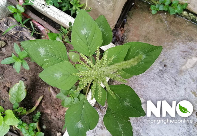 Cách thu hoạch rau dền trồng sân thượng