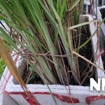 Cây sả trồng bao lâu thu hoạch được