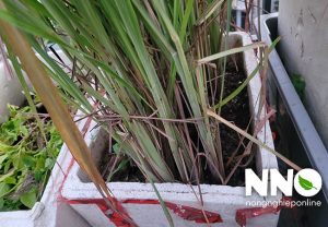 Cây sả trồng bao lâu thu hoạch được