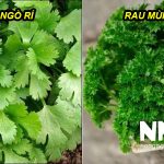 Rau ngò rí có phải rau mùi tây không