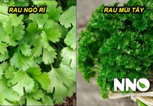 Rau ngò rí có phải rau mùi tây không