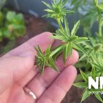 Cách nhân giống rau mùi tàu