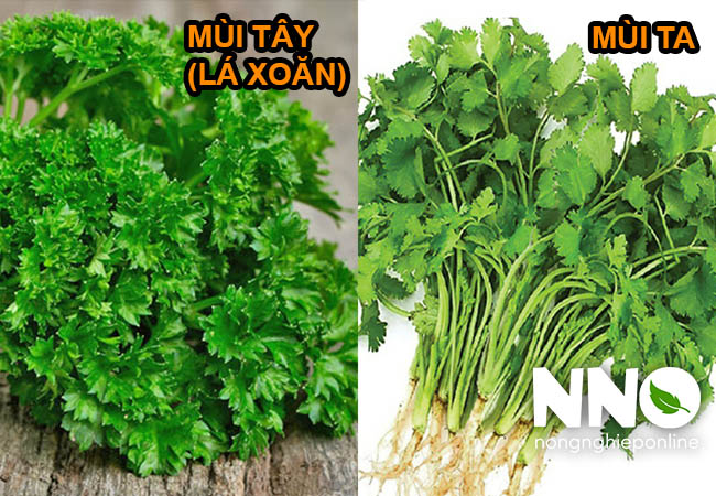 Phân biệt rau mùi tây và rau mùi ta