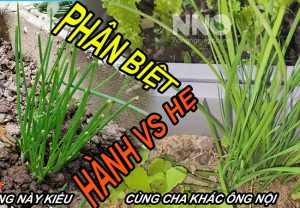 Phân biệt hành với hẹ