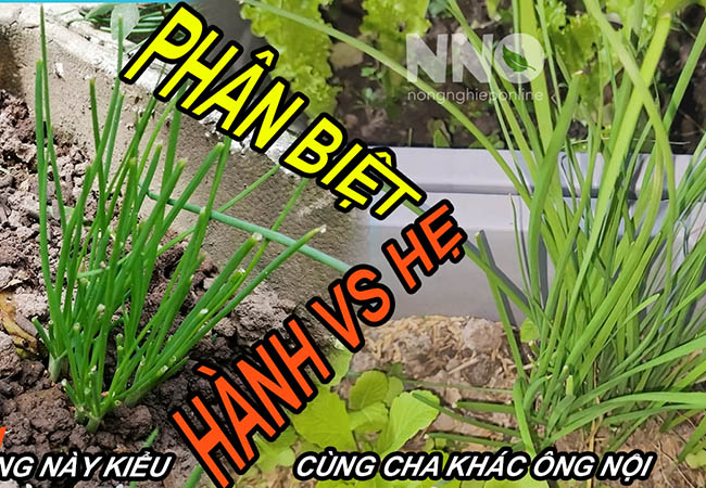 Phân biệt hành với hẹ