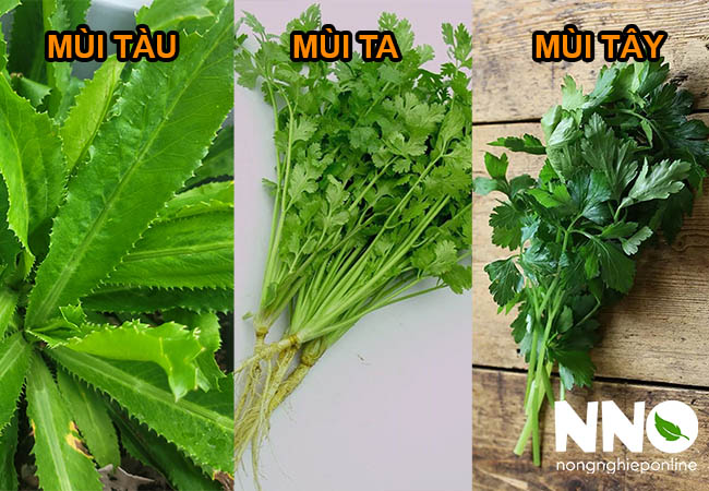 Phân biệt rau mùi tây, mùi ta, mùi tàu