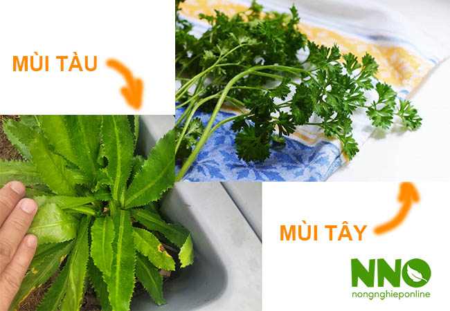 Rau mùi tàu có phải mùi tây không