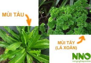 Rau mùi tàu có phải rau mùi tây không