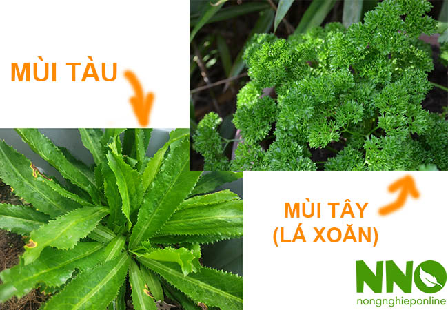 Rau mùi tàu có phải rau mùi tây không