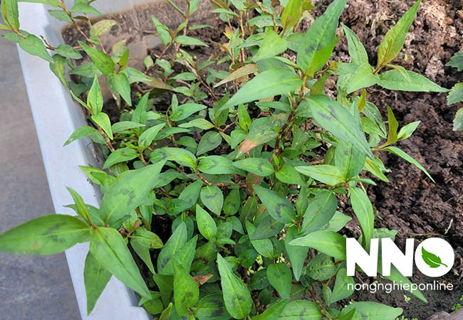 Cây rau răm tiếng anh là gì