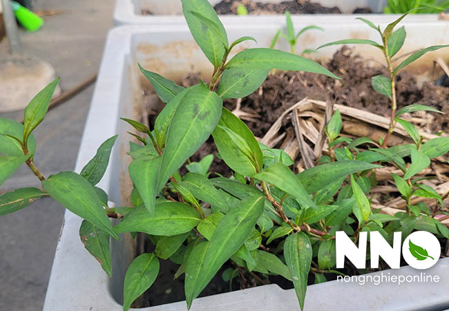 Cây rau răm tiếng anh là gì