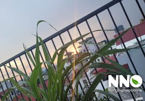 Chi phí trồng rau sân thượng