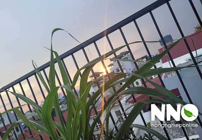 Chi phí trồng rau sân thượng