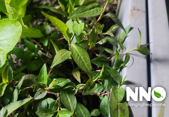 Cách thu hoạch rau răm trồng sân thượng