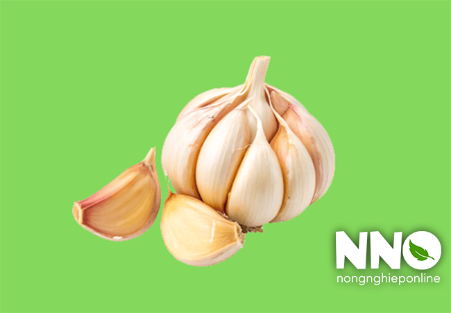 Giá trị dinh dưỡng của củ tỏi