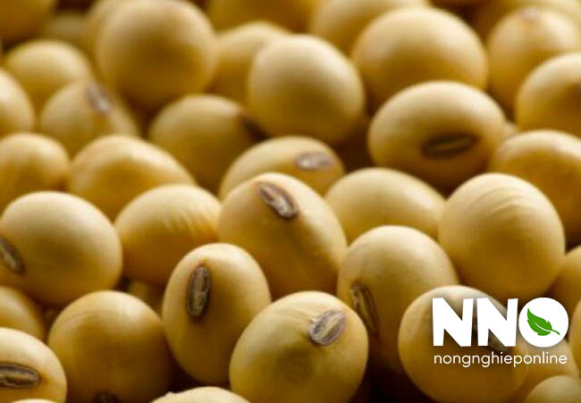 Giá trị dinh dưỡng của hạt đậu tương