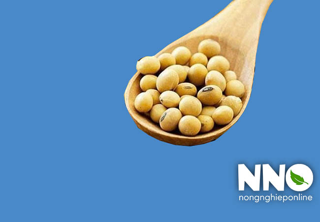 Giá trị dinh dưỡng của hạt đậu tương