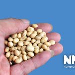 Giá trị dinh dưỡng của hạt đậu tương
