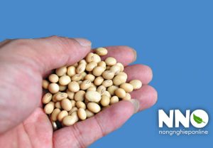 Giá trị dinh dưỡng của hạt đậu tương