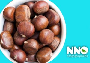 Giá trị dinh dưỡng của hạt dẻ