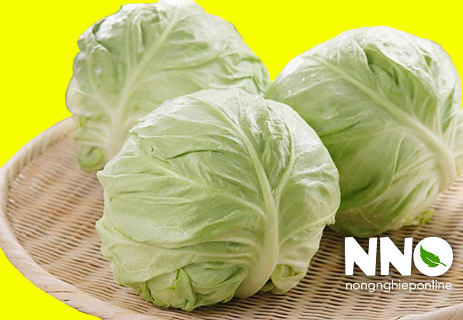Rau bắp cải
