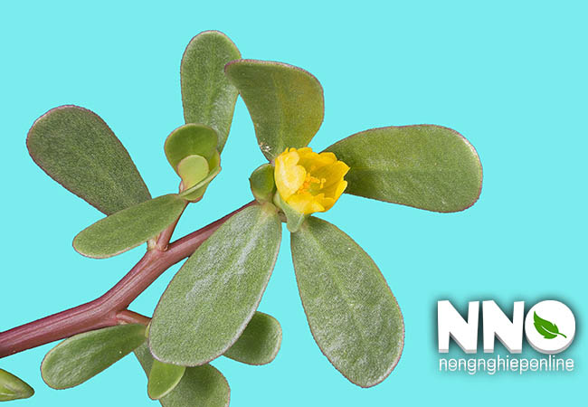 Giá trị dinh dưỡng của rau sam