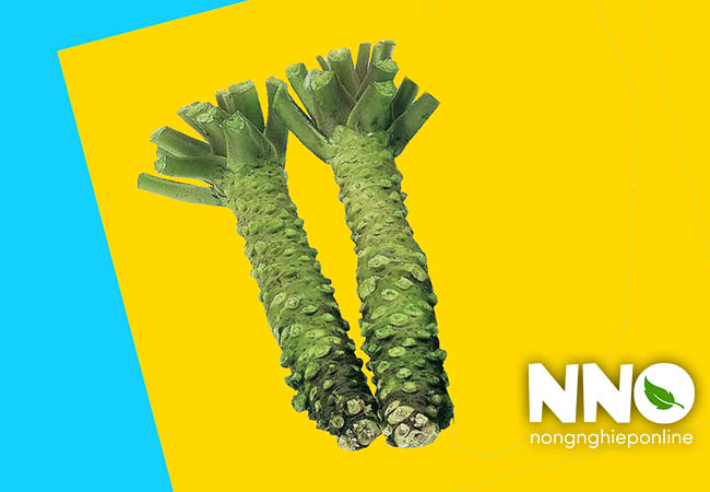 Củ wasabi