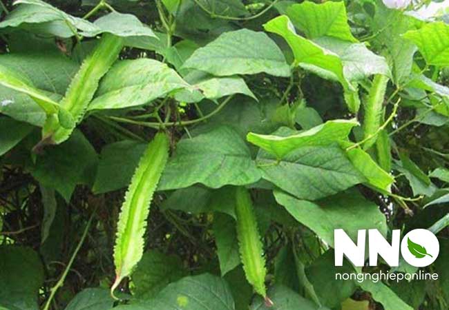 Đậu rồng