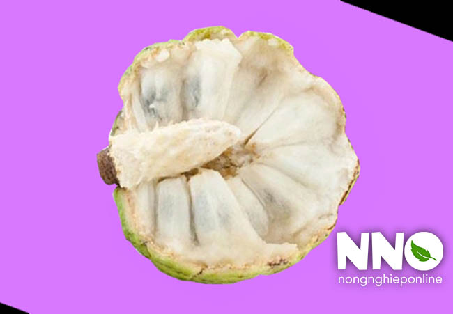 Giá trị dinh dưỡng của quả na